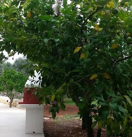 Bed & Breakfast Demetra Carovigno